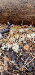 Phallomycetidae