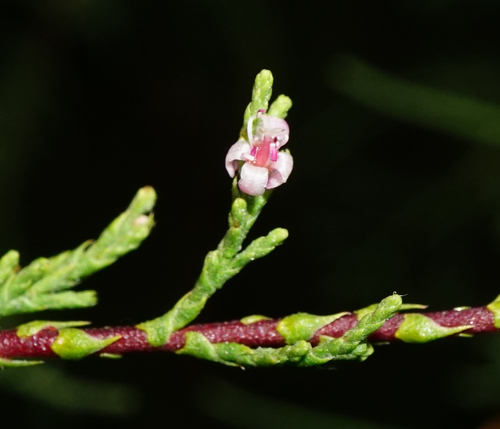 Tamarix gallica