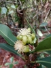 Clusia salvinii - Photo (c) Esthela Rodríguez García, some rights reserved (CC BY-NC), uploaded by Esthela Rodríguez García