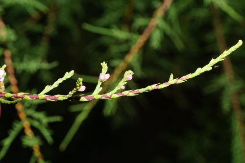 Tamarix gallica