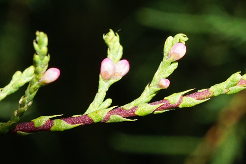 Tamarix gallica