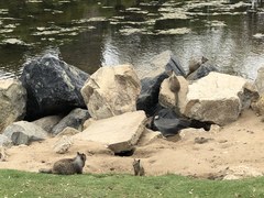 Otospermophilus beecheyi