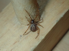 Steatoda nobilis