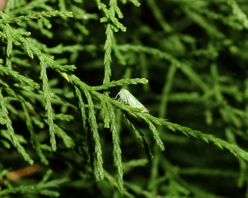 Tamarix gallica