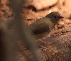 Lagonosticta senegala rendalli