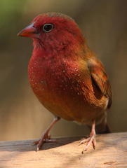 Lagonosticta senegala rendalli