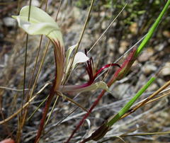 Pelargonium tetragonum