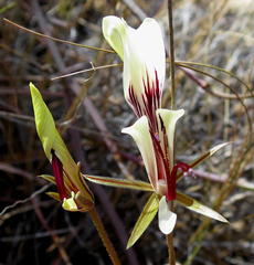 Pelargonium tetragonum