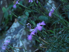 Dianthus palinensis