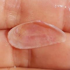 Moerella pulchella