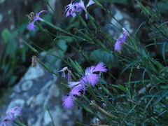 Dianthus palinensis