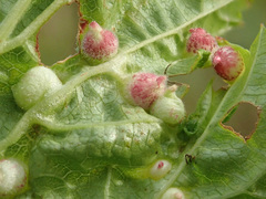 Dasineura ulmaria