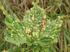 Dasineura ulmaria