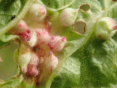 Dasineura ulmaria