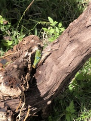 Dactylotini