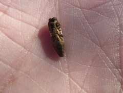 Agrilus obtusus