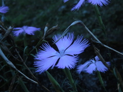 Dianthus palinensis