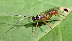 Mesostenus thoracicus