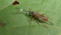 Mesostenus thoracicus