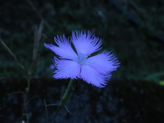 Dianthus palinensis