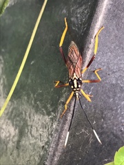 Holhymenia histrio