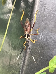 Holhymenia histrio