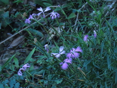 Dianthus palinensis