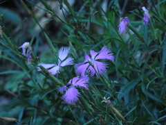 Dianthus palinensis