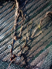 Fucus vesiculosus