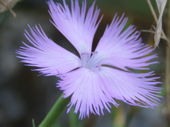 Dianthus palinensis