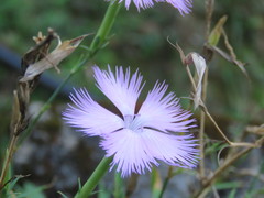 Dianthus palinensis