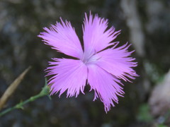 Dianthus palinensis