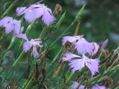 Dianthus palinensis