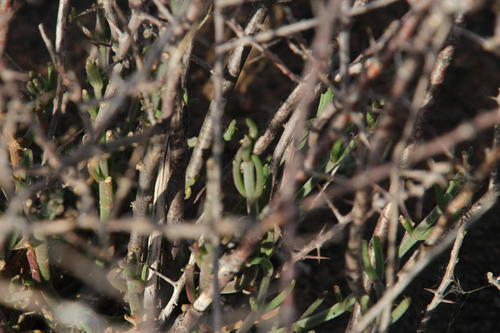 Mesembryanthemum geniculiflorum