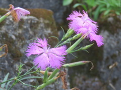 Dianthus palinensis
