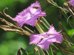 Dianthus palinensis
