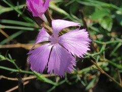 Dianthus palinensis