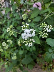 Ageratina altissima