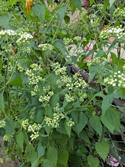 Ageratina altissima