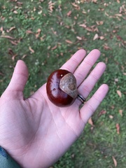 Aesculus hippocastanum