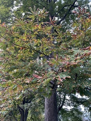 Aesculus hippocastanum