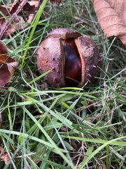 Aesculus hippocastanum