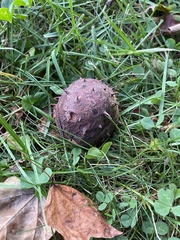 Aesculus hippocastanum