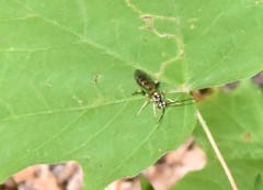 Cratichneumon paratus