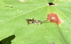 Cratichneumon paratus