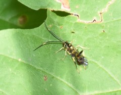 Cratichneumon paratus