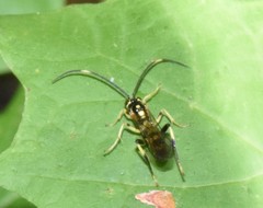Cratichneumon paratus
