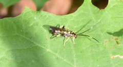 Cratichneumon paratus