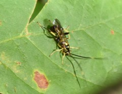 Cratichneumon paratus
