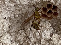 Mischocyttarus basimacula